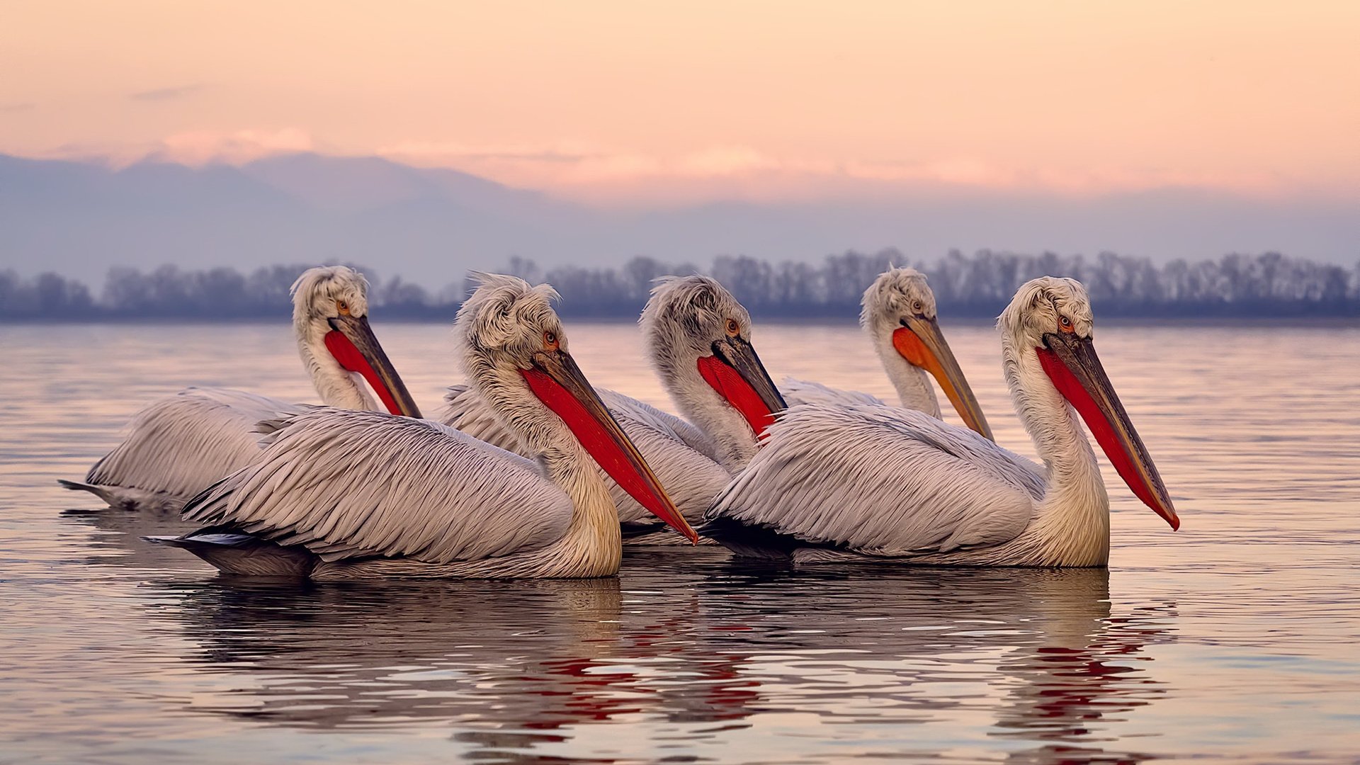 开云体育入口-全球影响力扩展：NBA在国际市场持续发力，nba全球市场份额