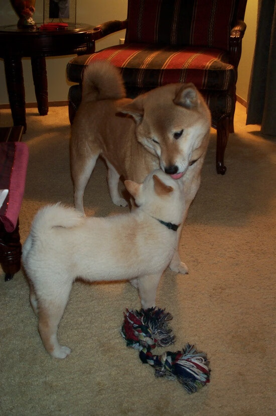 kaiyun.com-全国青少年“篮球成长路”线上故事征集全面展开，青少年关于篮球的书籍推荐